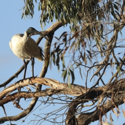 Threskiornis molucca (Australian White Ibis) at Lake Ginninderra - 12 Jul 2021 by AlisonMilton