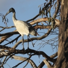 Threskiornis molucca at Belconnen, ACT - 12 Jul 2021 05:02 PM