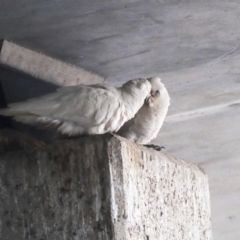 Cacatua sanguinea (Little Corella) at Belconnen, ACT - 12 Jul 2021 by AlisonMilton