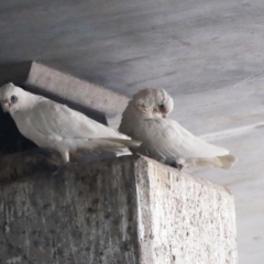 Cacatua sanguinea at Belconnen, ACT - 12 Jul 2021