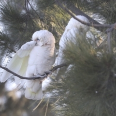 Cacatua sanguinea at Belconnen, ACT - 12 Jul 2021