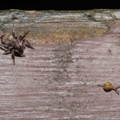 Servaea sp. (genus) (Unidentified Servaea jumping spider) at Acton, ACT - 14 Mar 2021 by TimL