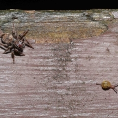 Unidentified Spider (Araneae) at Acton, ACT - 14 Mar 2021 by TimL