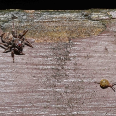 Unidentified Spider (Araneae) at ANBG - 14 Mar 2021 by TimL