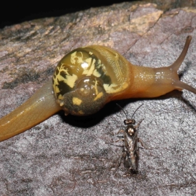 Mysticarion porrectus (Golden Semi-slug) at ANBG - 14 Mar 2021 by TimL