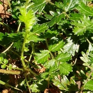 Acaena echinata at Holt, ACT - 13 Jul 2021