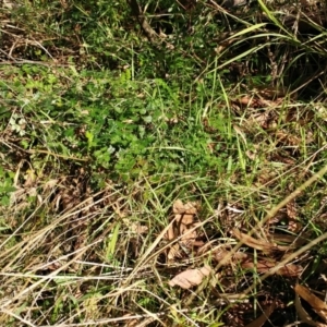 Acaena echinata at Holt, ACT - 13 Jul 2021 09:47 AM