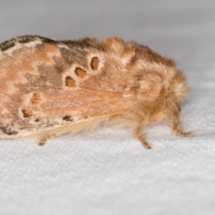 Pseudanapaea (genus) (A cup moth) at Melba, ACT - 4 Nov 2018 by Bron