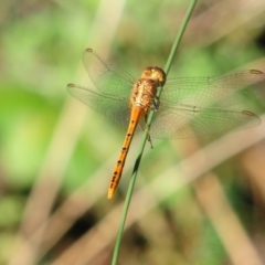  at Grenfell, NSW - 28 Dec 2010 by Harrisi