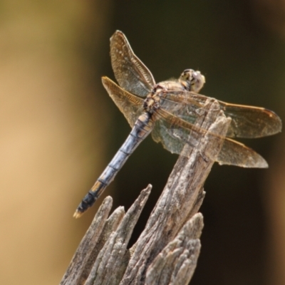  at Grenfell, NSW - 21 Jan 2011 by Harrisi