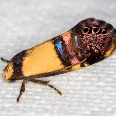 Eupselia satrapella and similar species (An Hypertrophid moth) at Melba, ACT - 4 Nov 2018 by Bron