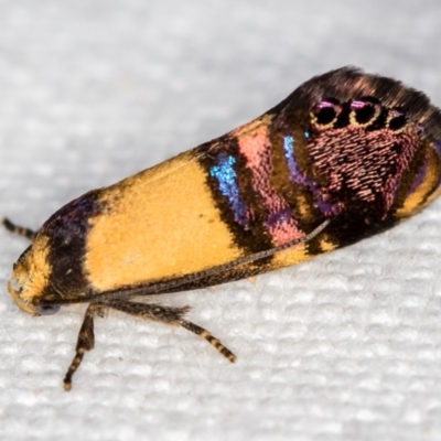 Eupselia satrapella and similar species (An Hypertrophid moth) at Melba, ACT - 5 Nov 2018 by Bron