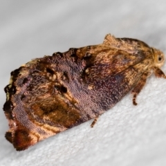 Peritropha oligodrachma (A twig moth) at Melba, ACT - 5 Nov 2018 by Bron