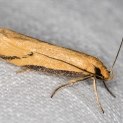 Philobota protecta (A concealer moth) at Melba, ACT - 5 Nov 2018 by Bron