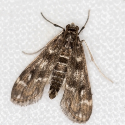 Hygraula nitens (Pond Moth) at Melba, ACT - 5 Nov 2018 by Bron