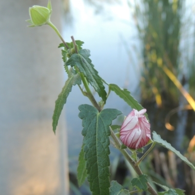 Pavonia hastata (Spearleaf Swampmallow) at Isabella Plains, ACT - 4 Apr 2021 by MichaelBedingfield