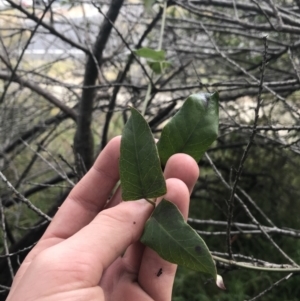 Araujia sericifera at O'Malley, ACT - 2 Jul 2021