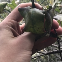 Araujia sericifera at O'Malley, ACT - 2 Jul 2021