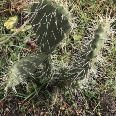 Opuntia ficus-indica (Indian Fig, Spineless Cactus) at Scrivener Hill - 2 Jul 2021 by Tapirlord