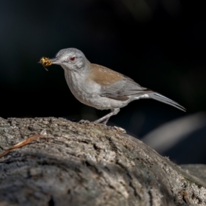 Colluricincla harmonica at Majura, ACT - 12 Jul 2021 12:35 PM