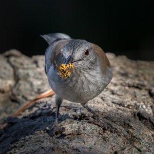 Colluricincla harmonica at Majura, ACT - 12 Jul 2021 12:35 PM