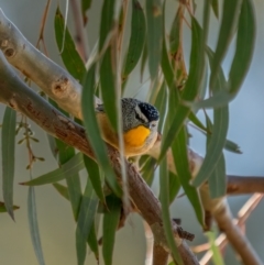 Pardalotus punctatus (Spotted Pardalote) at Majura, ACT - 12 Jul 2021 by trevsci