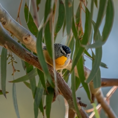 Pardalotus punctatus (Spotted Pardalote) at Majura, ACT - 12 Jul 2021 by trevsci