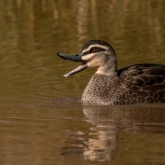 Anas superciliosa (Pacific Black Duck) at Mount Ainslie - 12 Jul 2021 by trevsci
