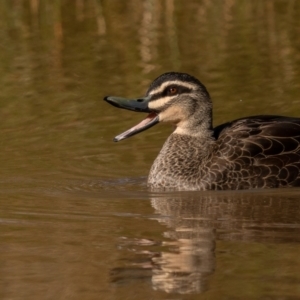 Anas superciliosa at Majura, ACT - 12 Jul 2021