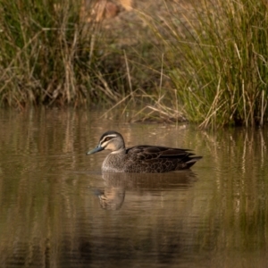 Anas superciliosa at Majura, ACT - 12 Jul 2021