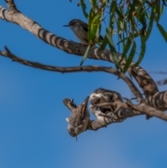 Daphoenositta chrysoptera at Majura, ACT - 12 Jul 2021 12:32 PM