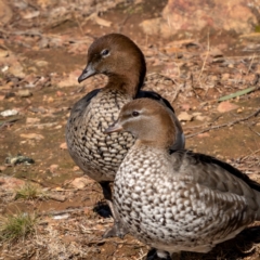 Chenonetta jubata (Australian Wood Duck) at Majura, ACT - 12 Jul 2021 by trevsci