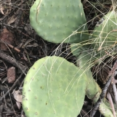 Opuntia stricta (Common Prickly Pear) at Scrivener Hill - 2 Jul 2021 by Tapirlord