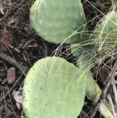 Opuntia stricta (Common Prickly Pear) at O'Malley, ACT - 2 Jul 2021 by Tapirlord