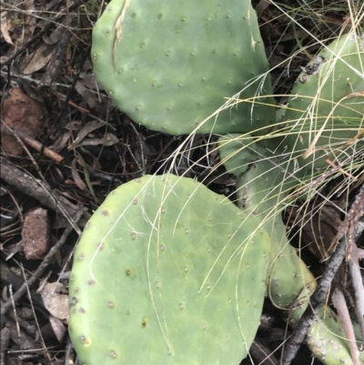 Opuntia stricta (Common Prickly Pear) at Scrivener Hill - 2 Jul 2021 by Tapirlord