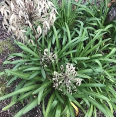 Agapanthus praecox subsp. orientalis (Agapanthus) at O'Malley, ACT - 2 Jul 2021 by Tapirlord