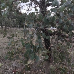 Eucalyptus polyanthemos subsp. polyanthemos at O'Malley, ACT - 2 Jul 2021