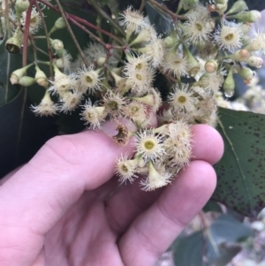 Eucalyptus polyanthemos subsp. polyanthemos at O'Malley, ACT - 2 Jul 2021