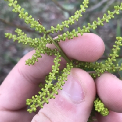 Acacia longifolia (Sydney Golden Wattle) at Scrivener Hill - 2 Jul 2021 by Tapirlord