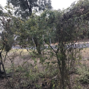 Passiflora caerulea at O'Malley, ACT - 2 Jul 2021