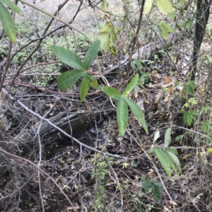 Passiflora caerulea at O'Malley, ACT - 2 Jul 2021