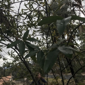 Passiflora caerulea at O'Malley, ACT - 2 Jul 2021