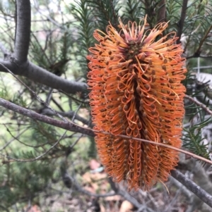 Banksia ericifolia subsp. ericifolia at O'Malley, ACT - 2 Jul 2021 11:53 AM