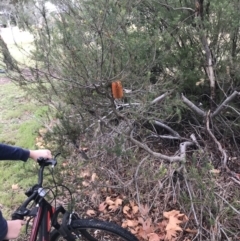 Banksia ericifolia subsp. ericifolia at O'Malley, ACT - 2 Jul 2021 11:53 AM