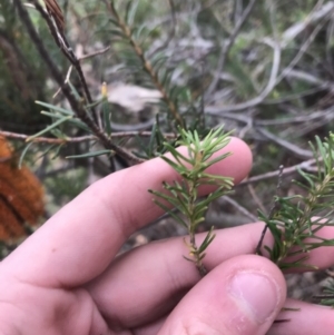 Banksia ericifolia subsp. ericifolia at O'Malley, ACT - 2 Jul 2021 11:53 AM