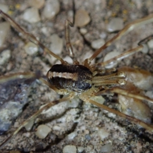 Opiliones (order) at Fraser, ACT - 13 Jul 2021