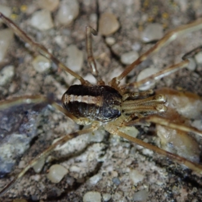 Megalopsalis (genus) (A Neopilionid harvestmen) at Fraser, ACT - 13 Jul 2021 by Laserchemisty