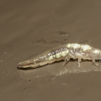 Neuroptera (order) (Unidentified lacewing) at Acton, ACT - 15 Jul 2021 by Roger