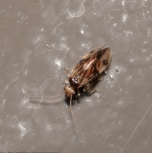 Psocodea 'Psocoptera' sp. (order) at Acton, ACT - 15 Jul 2021 11:54 AM