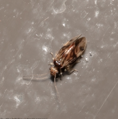 Psocodea 'Psocoptera' sp. (order) (Unidentified plant louse) at ANBG - 15 Jul 2021 by Roger